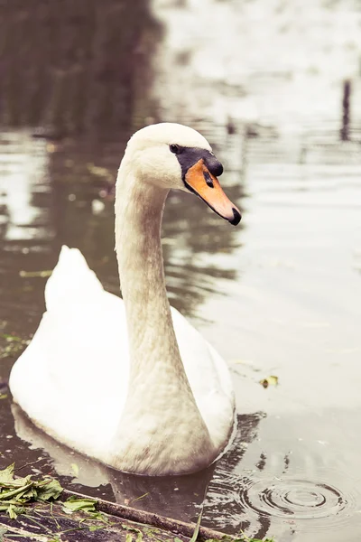 Kuğu. — Stok fotoğraf