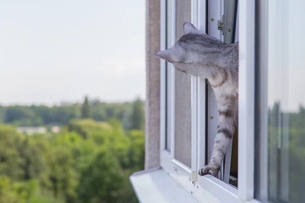 Кошка выглядывает в окно — стоковое фото