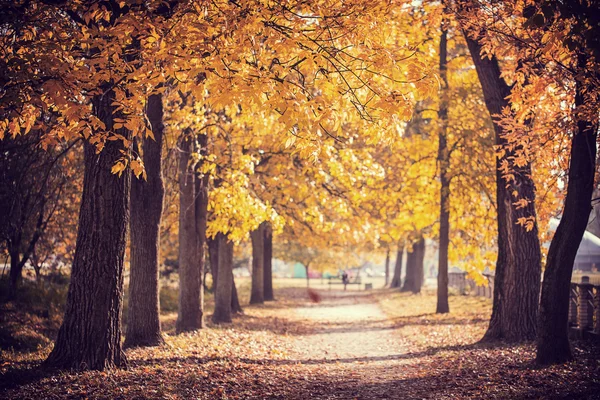 Herbstparkweg — Stockfoto
