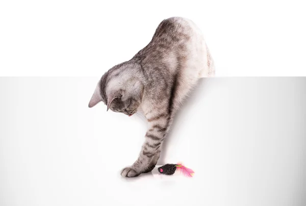 Gato brinca com o mouse — Fotografia de Stock