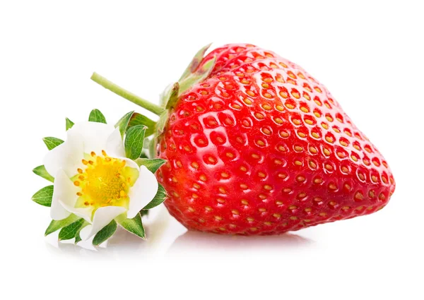 Erdbeeren — Stockfoto