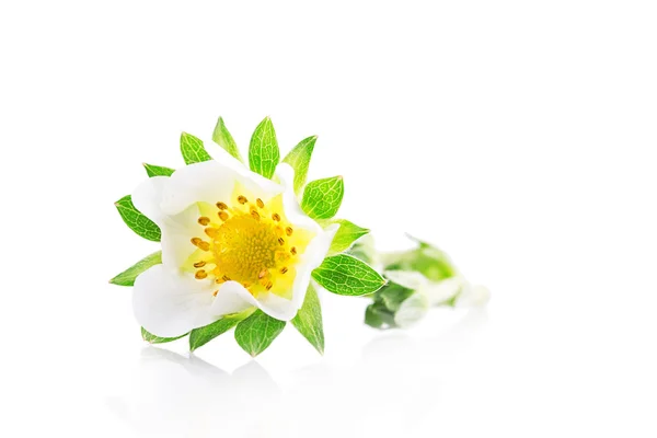 Strawberry flower with leaves — Stock Photo, Image