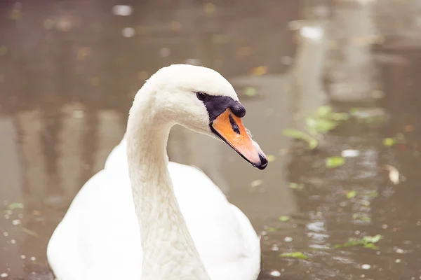 Swan nadando no lago — Fotografia de Stock
