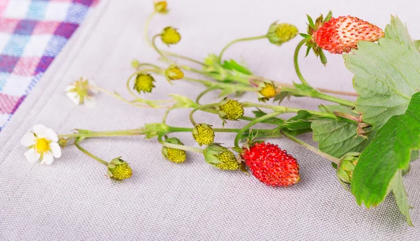 Aardbeien met bladeren en bloemen — Stockfoto