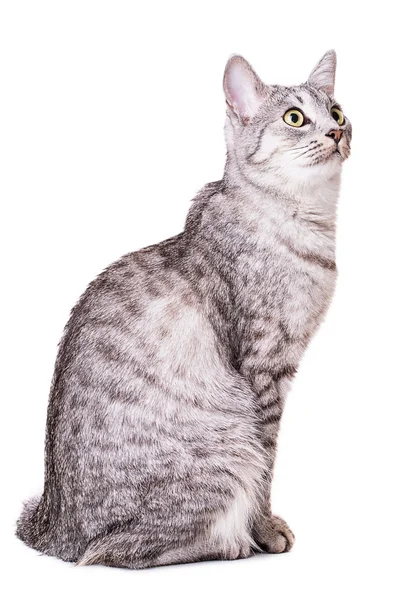 Gatto tabby grigio — Foto Stock