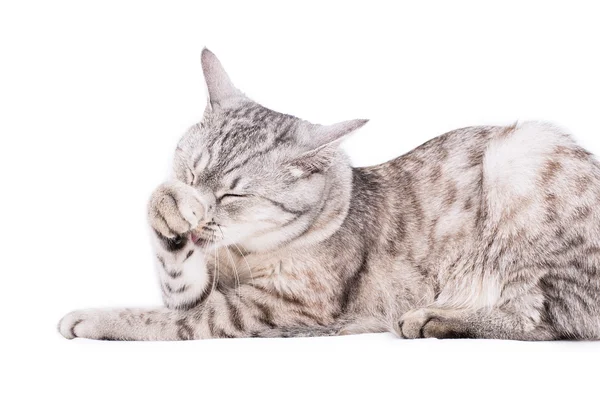 灰色のぶち猫 — ストック写真