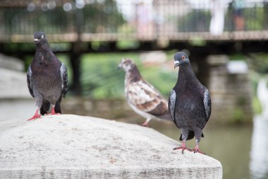 Güvercin kuşları gün dışında