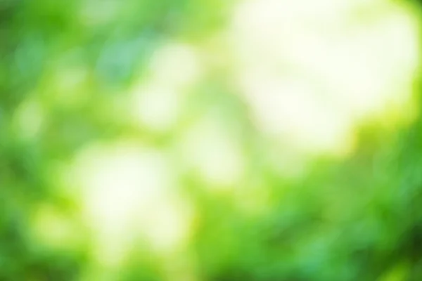 Green leaves bokeh — Stock Photo, Image