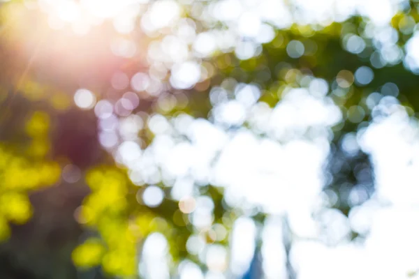 Achtergrond bokeh bomen — Stockfoto