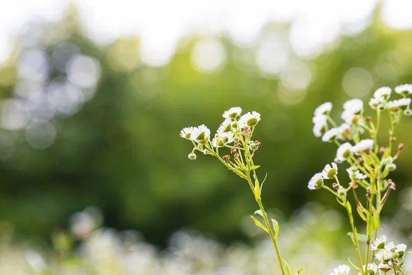 Plant blurred background — Stock Photo, Image