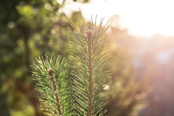 Tree förgrena sig vacker bakgrund — Stockfoto