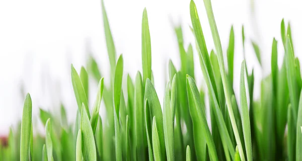 Green grass in closeup — Stock Photo, Image