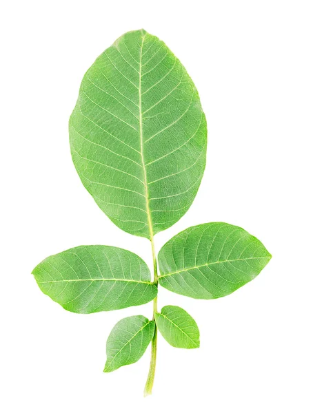 Зелений волоський горіх листя — стокове фото