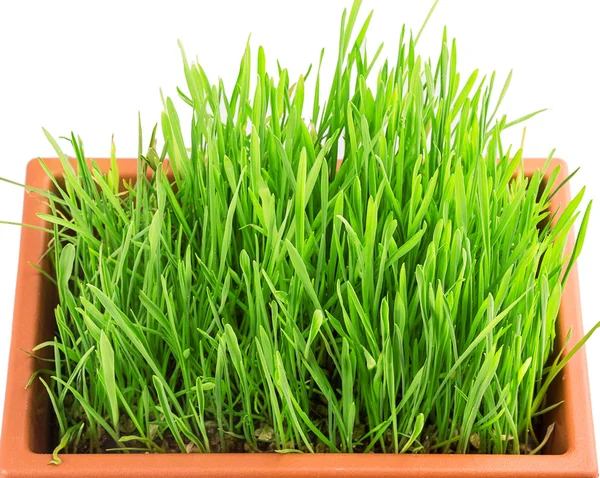 Zielona trawa w doniczce — Zdjęcie stockowe