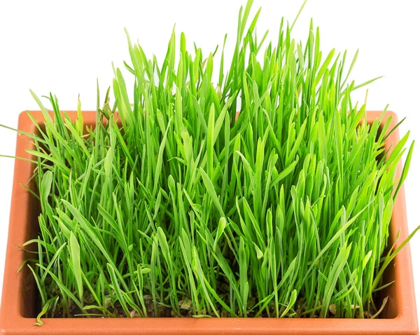 Green grass in pot — Stock Photo, Image