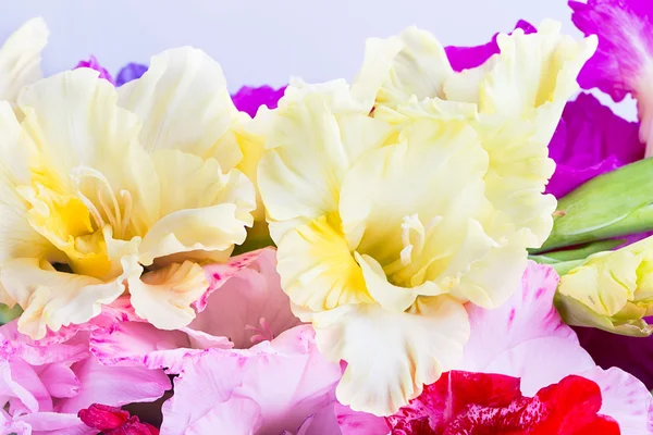Gladiolus virág Polárszűrő — Stock Fotó