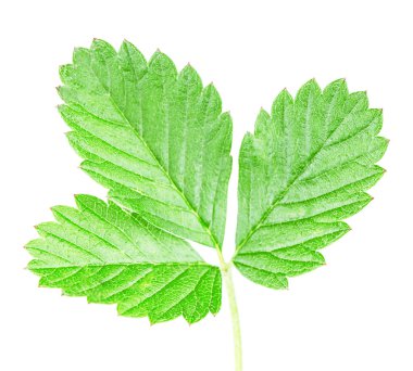 çilek yaprak yeşil