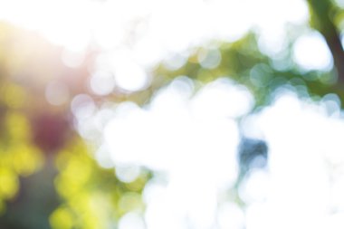 arka plan bokeh ağaçlar