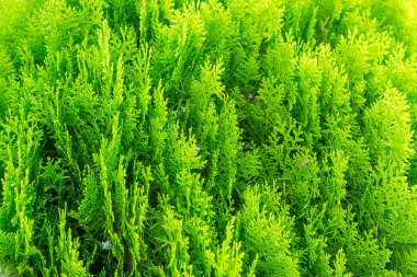 Yeşil Mazı fabrikasında yakın çekim