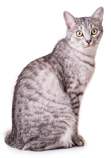 Grå tabby katt — Stockfoto