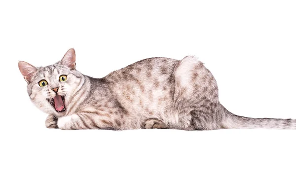 Grau gestromte Katze — Stockfoto