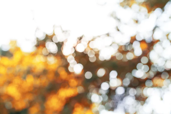 Background with bokeh trees — Stock Photo, Image