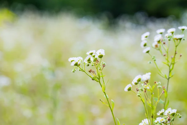 Plante fond flou — Photo