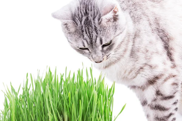 Green grass and cat — Stock Photo, Image