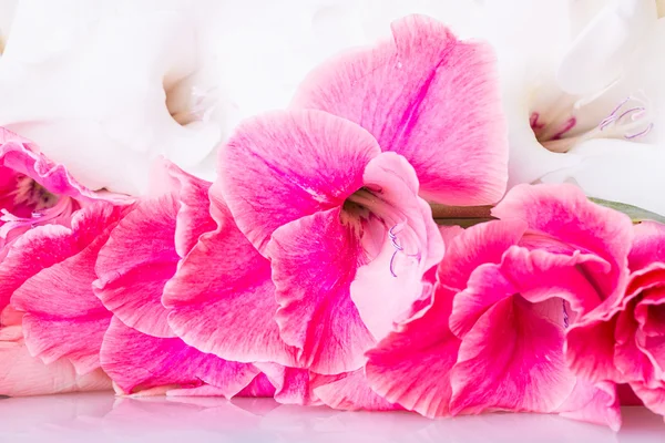 Gladiolus flowers background — Stock Photo, Image
