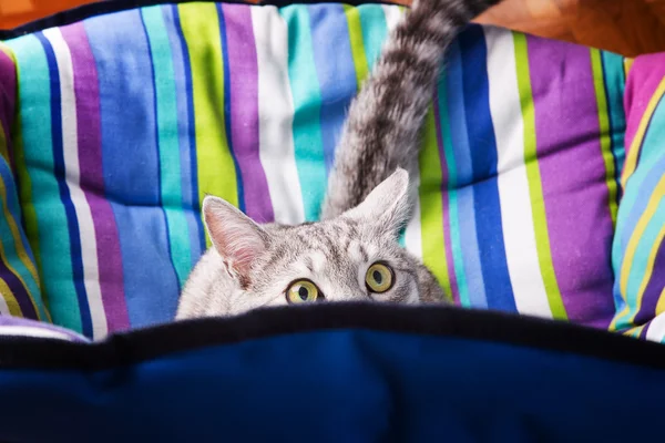 Lounger funny cat — Stock Photo, Image