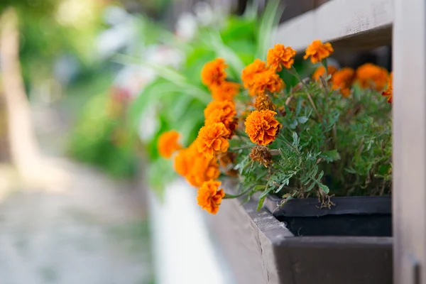 Flower pot marigold — Stock Photo, Image