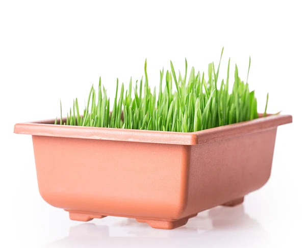 Green grass in pot — Stock Photo, Image