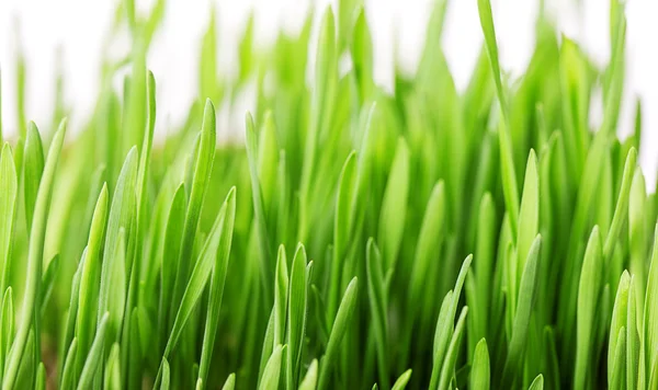 Zielona trawa w zbliżenie — Zdjęcie stockowe