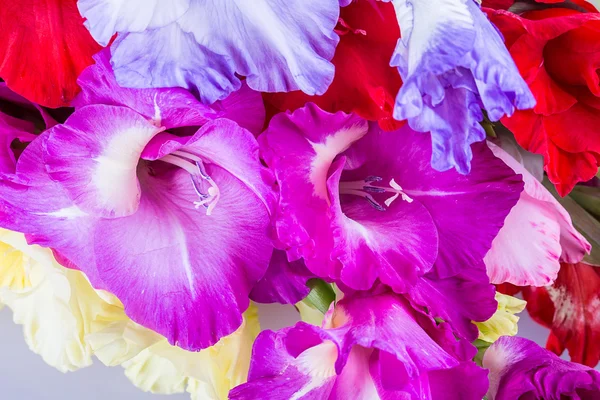 Gladiolus flowers background — Stock Photo, Image