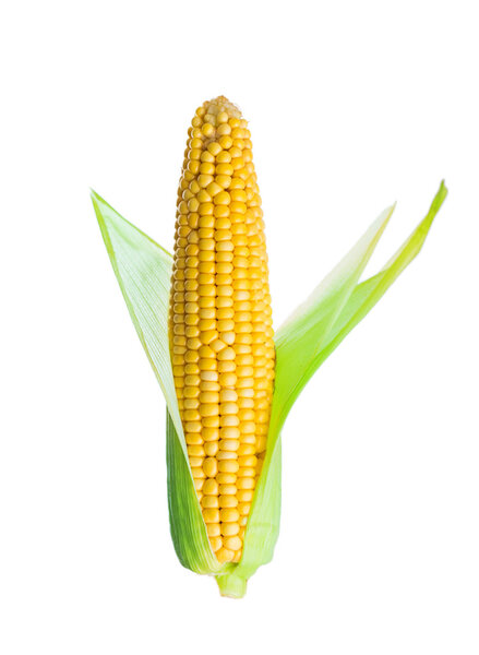 Сырая кукуруза крупным планом
