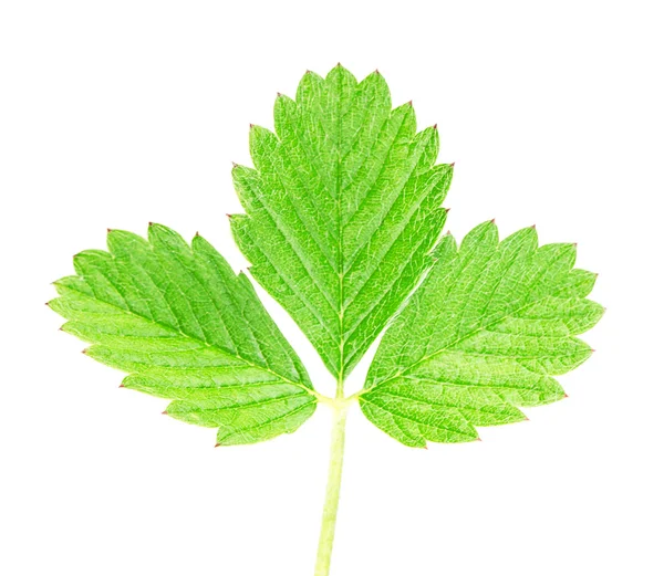 Aardbei groene bladeren — Stockfoto