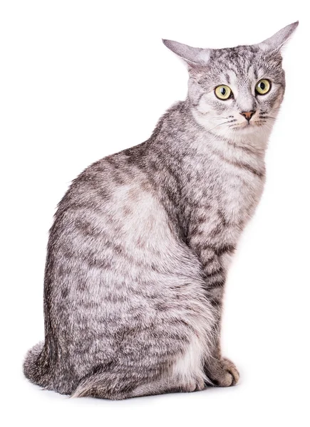 Cinza gato tabby no fundo branco — Fotografia de Stock