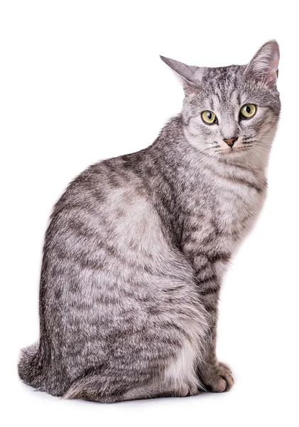 Beyaz arka planda gri tekir kedi — Stok fotoğraf