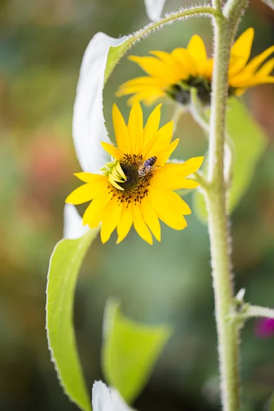 Solros blomma i närbild — Stockfoto