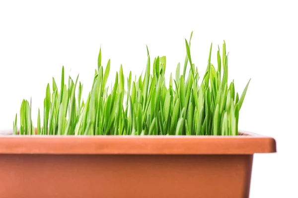 Hierba verde en maceta —  Fotos de Stock