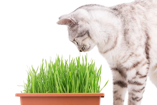 Grama verde e gato — Fotografia de Stock