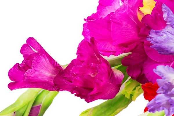 Gladiolus flores fundo — Fotografia de Stock