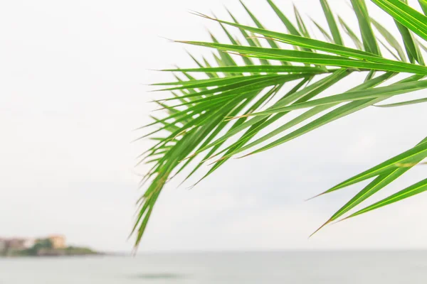 棕榈叶和海 — 图库照片