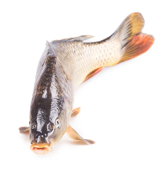 대형 잉어 물고기 — 스톡 사진