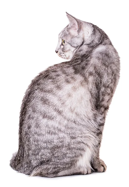 Grigio gatto tabby su sfondo bianco — Foto Stock