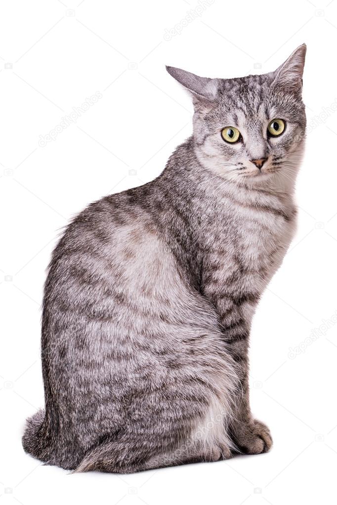 Gray tabby cat on white background