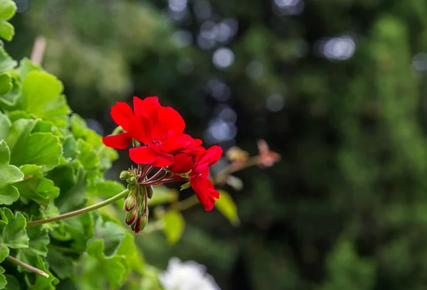 Geranium flower blooming — Stock Photo, Image