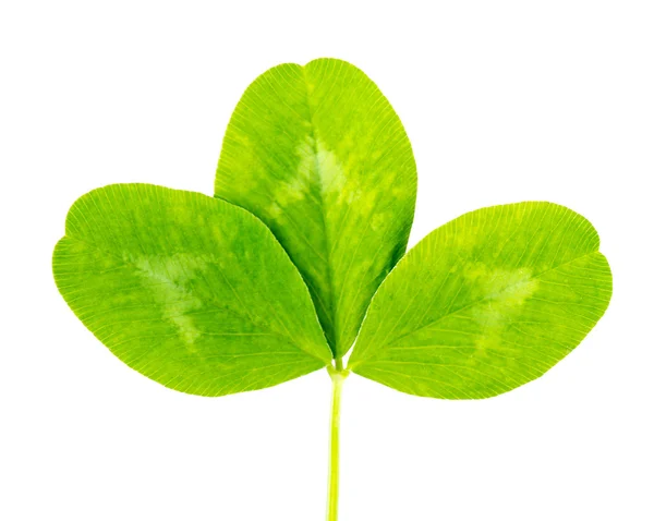 Кловерский зелёный лист — стоковое фото