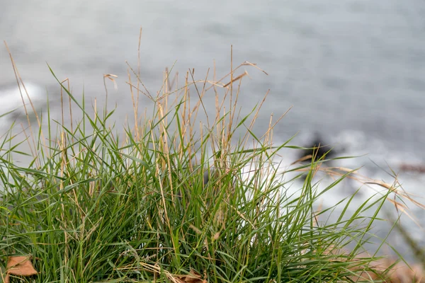绿草和大海 — 图库照片