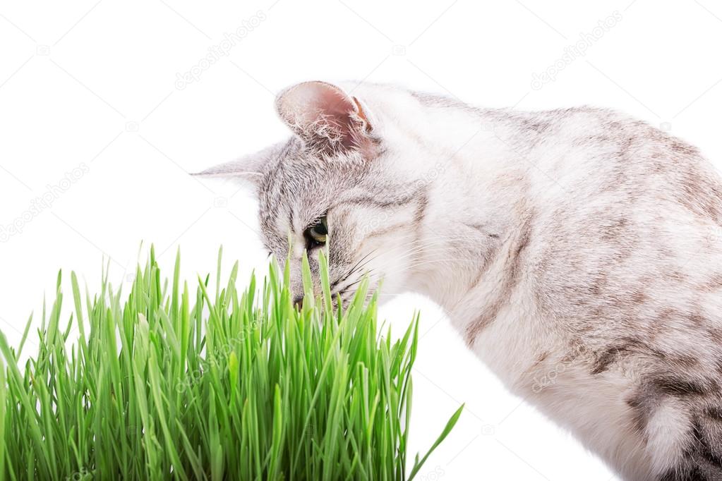 Green grass and cat